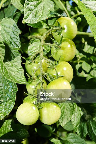 Томат — стоковые фотографии и другие картинки Solanum - Solanum, Без людей, Вертикальный