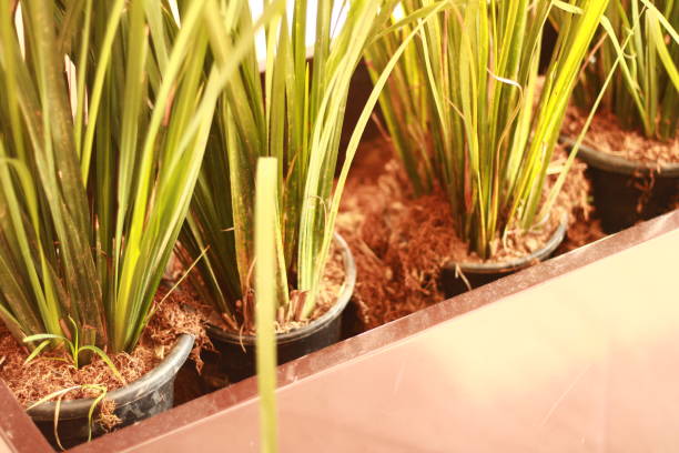istock Acorus Gramineus Potted Plant 1865732708