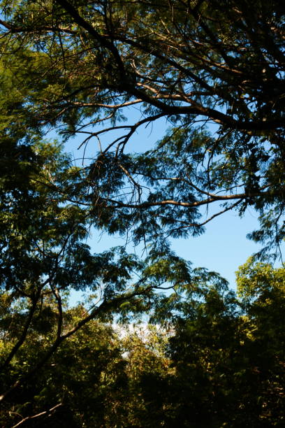istock Just Trees Filling the Whole Scene 1865737811