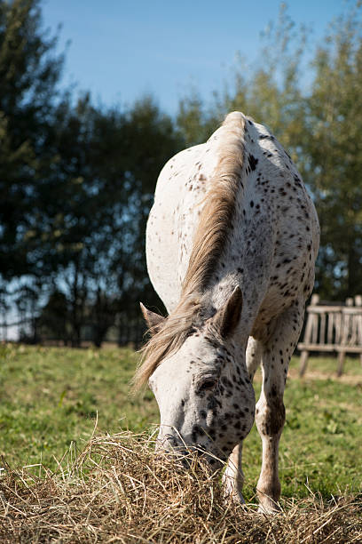 istock Appaloosa horse eating 186573854