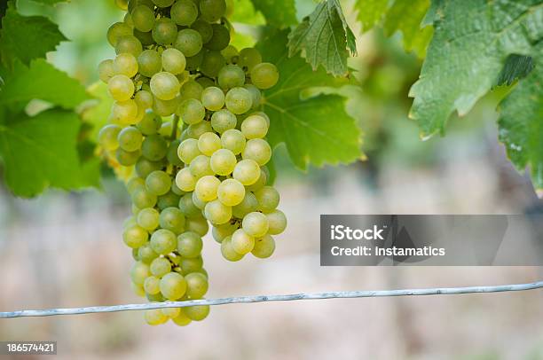 Uvas De Branco - Fotografias de stock e mais imagens de Agricultura - Agricultura, Alemanha, Amarelo