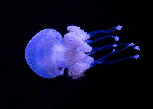 Beautiful blue jellyfish glowing in the dark