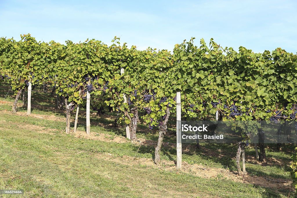 Blaue Weintrauben in the vineyard - Lizenzfrei Bauernhaus Stock-Foto