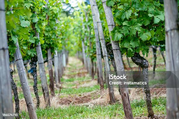 Weingut In Deutschland Stockfoto und mehr Bilder von Bildkomposition und Technik - Bildkomposition und Technik, Bildschärfe, Blatt - Pflanzenbestandteile