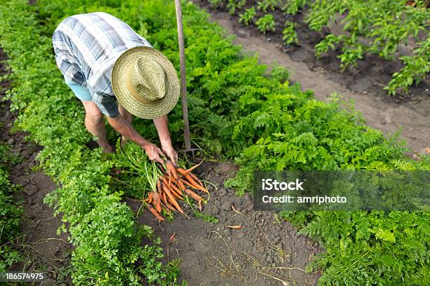 Zanahoria Campo De Granja Orgánica Foto de stock y más banco de imágenes de Campo - Tierra cultivada - Campo - Tierra cultivada, Cosechar, Zanahoria