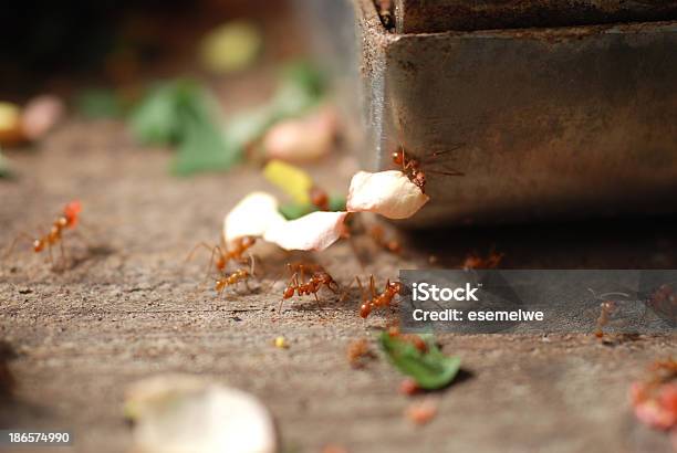 가위개미 아타 Sp 0명에 대한 스톡 사진 및 기타 이미지 - 0명, Atta Sp, 가위개미