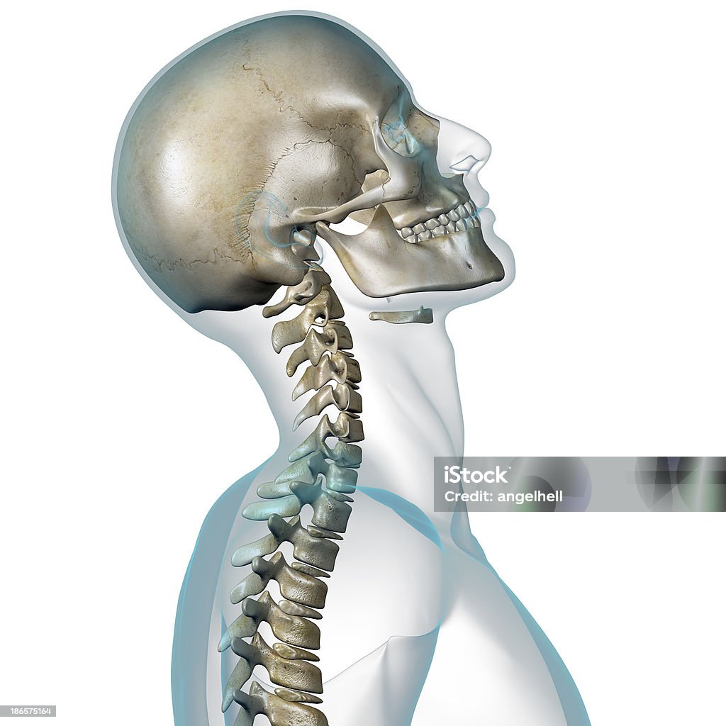 X-ray de cabeza humana demuestra cuello contortion - Foto de stock de Adulto libre de derechos