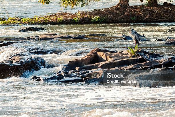 Al Río Foto de stock y más banco de imágenes de Agua - Agua, Aire libre, Animal