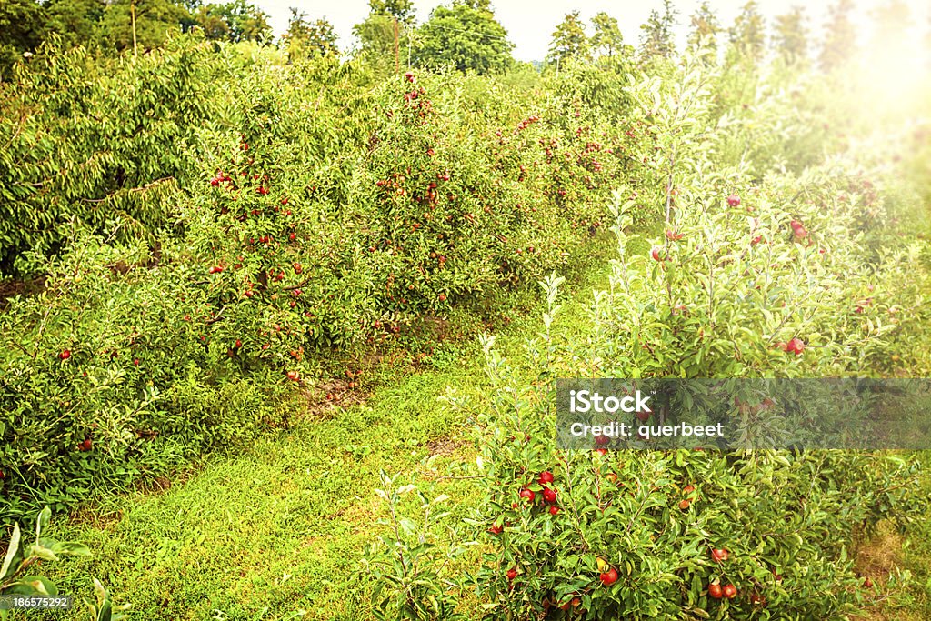 Maçãs vermelhas em uma linha - Foto de stock de Agricultura royalty-free