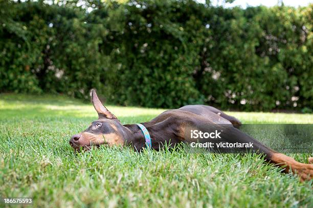 Photo libre de droit de Doberman Rouge banque d'images et plus d'images libres de droit de Animaux de compagnie - Animaux de compagnie, Animaux domestiques, Canidés