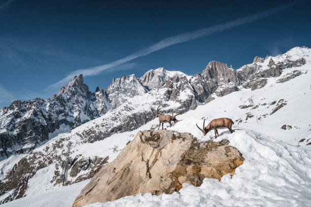 mont blanc masseif in Courmayeur