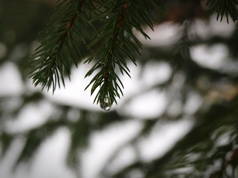 Close up of a branch of a pine tree with a water droplet on the tip against a blurred background of trees and sky