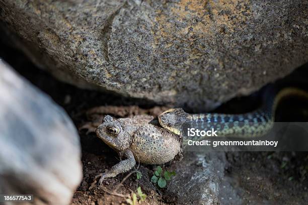 Snake Essen Frog Stockfoto und mehr Bilder von Essen - Mund benutzen - Essen - Mund benutzen, Schlange - Kriechtier, Tiere bei der Jagd