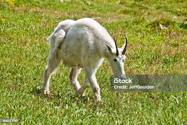 Mountain Goat In An Alpine Meadow Stock Photo - Download Image Now - Animal, Animal Behavior, Animal Hair