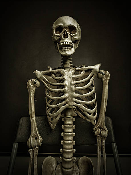 istock portrait of a skeleton 186577993