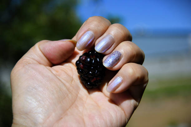 Holding a large ripe Rubus fruticosus fruit in the sun in the field