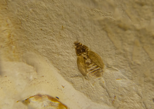 Small Insect fossil on stone