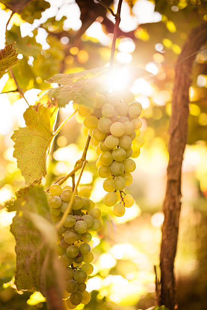 raisin en automne avec la lumière du soleil - sunlit grapes photos et images de collection