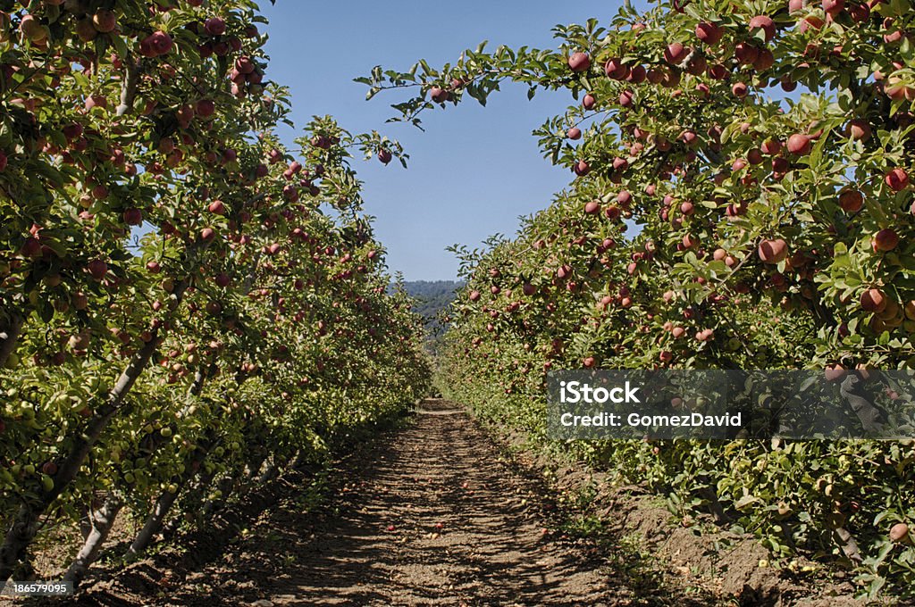 Manzanar Espalier orgánicos - Foto de stock de Agricultura libre de derechos
