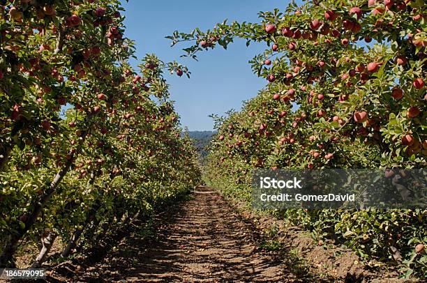 Espalier 유기 사과나무 과수원 0명에 대한 스톡 사진 및 기타 이미지 - 0명, 격자 구조물, 과수원