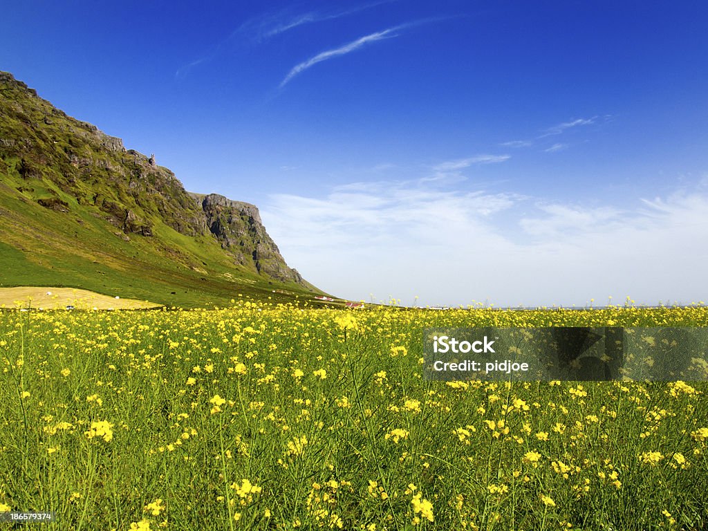 Brassica Napus L campo na paisagem vulcânica na Islândia - Foto de stock de Ajardinado royalty-free