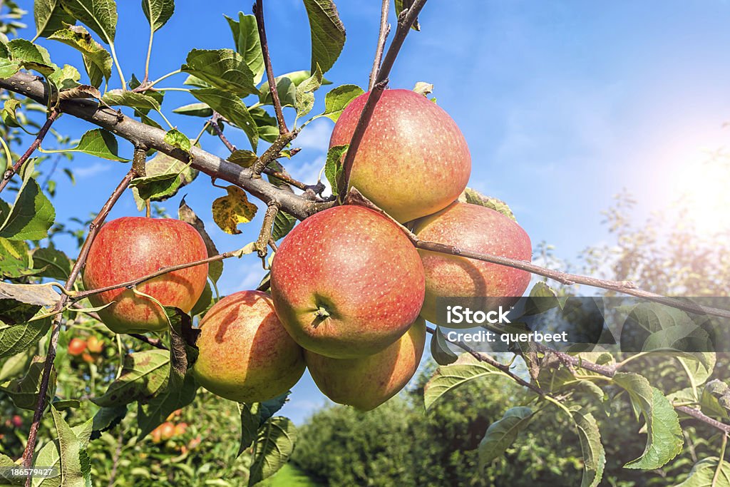 Rote Äpfel mit Sonnenlicht - Lizenzfrei Apfel Stock-Foto