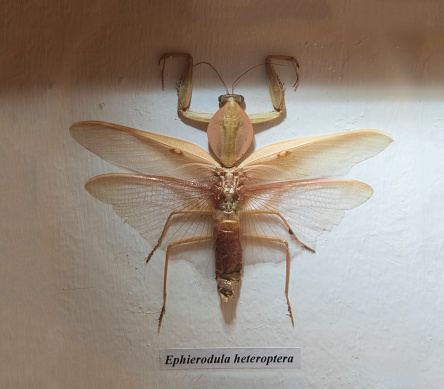 Ephierodula heteroptera is a species of praying mantis from the Mantidae family.