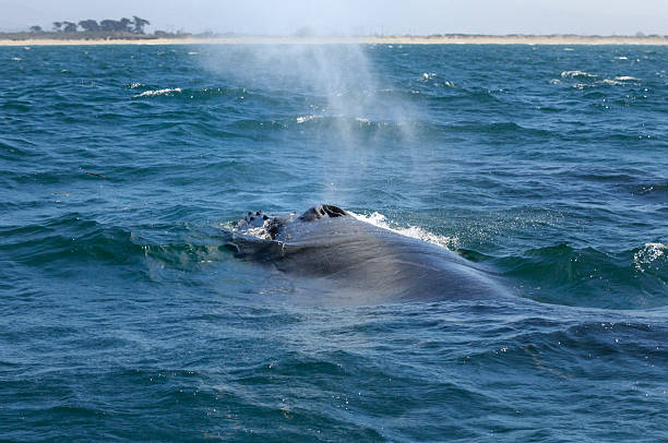 istock Rear View of Humpback Whale Swimming on Ocean Surface 186579558