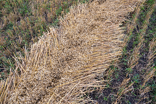 Windrow of cut oats ready for harvest