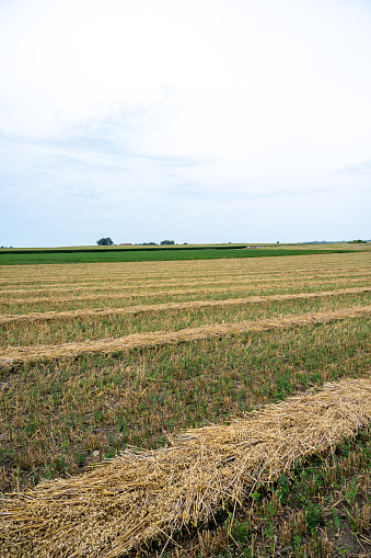 Windrow of cut oats ready for harvest