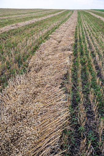 Windrow of cut oats ready for harvest