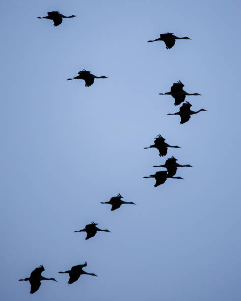 istock Flock of Sandhills Cranes 1865801826