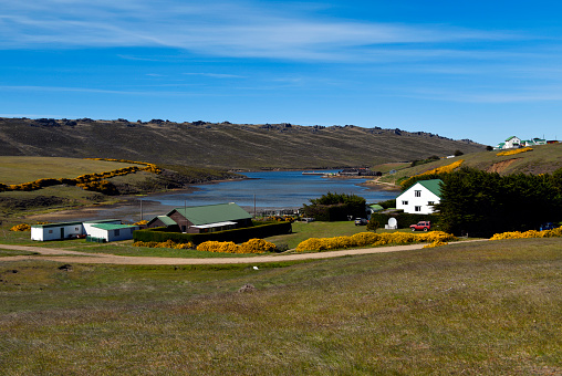 Port Howard, West Falkland, Falkland Islands: view over West Falkland's main settlement, with windswept trees and gorse bushes (ulex) with their yellow flowers - located on an inlet of Falkland Sound, on the lower slopes of Mount Maria (Hornby Mountains range).