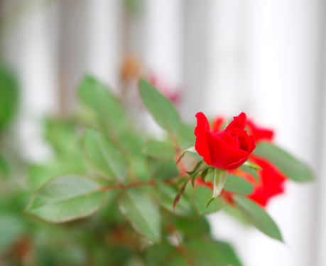A red rose macro with a white fence in the background.
