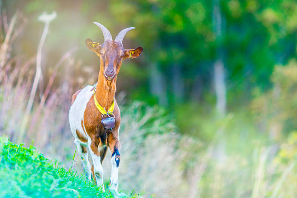 istock Curious young alpine ibex on the hill 186581509