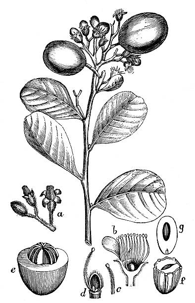 Antique illustration of Chrysobalanus icaco (cocoplum, Paradise Plum or icaco) Antique illustration of Chrysobalanus icaco (cocoplum, Paradise Plum or icaco) chrysobalanaceae stock illustrations
