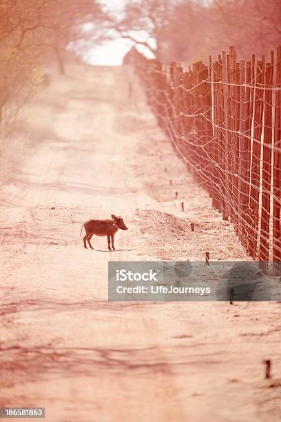 Photo libre de droit de Cette Petite Piggy Wiii Fait Tout Le Chemin Du Retour banque d'images et plus d'images libres de droit de Animal vertébré