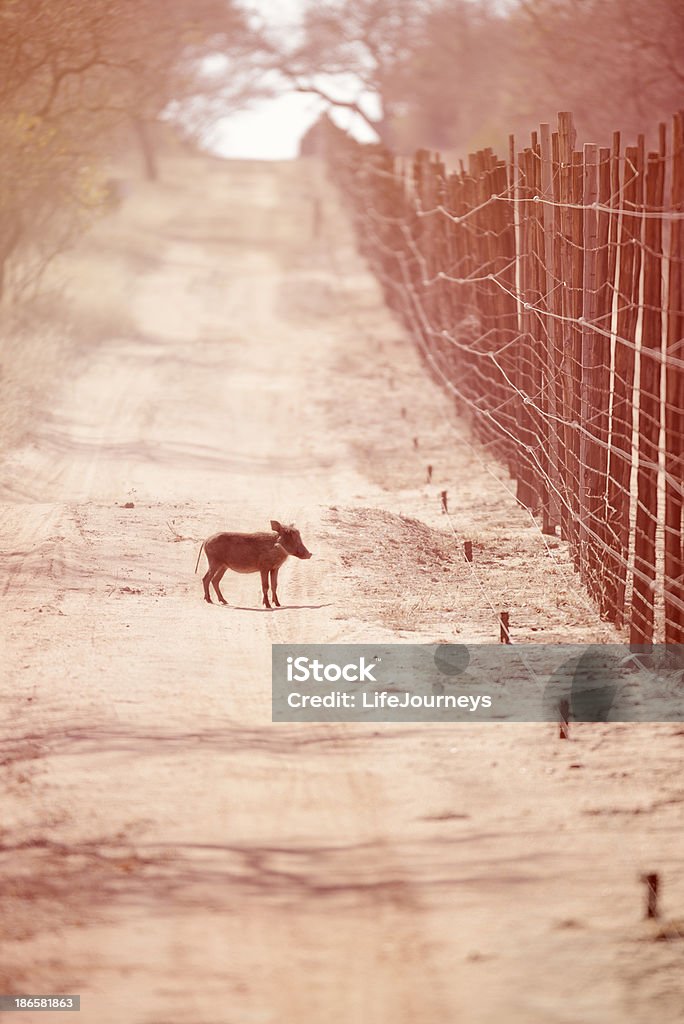 Questo piccolo Porcellino salvadanaio andato Wiii tutta la casa - Foto stock royalty-free di Ambientazione esterna