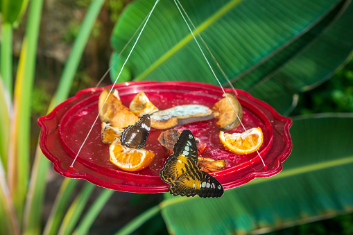 Butterflies feeding on fruit nectars. Konya Tropical Butterfly Garden. Konya - Turkey