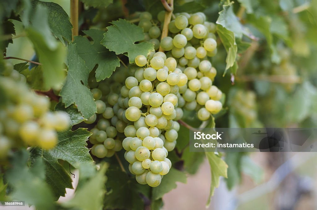 Blanco uvas - Foto de stock de Agricultura libre de derechos
