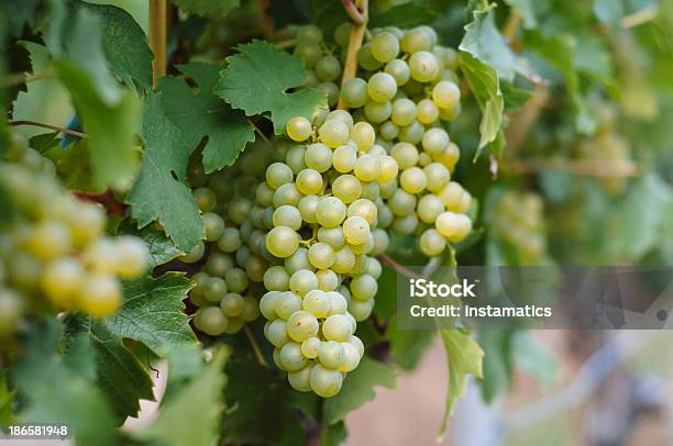 Blanco Uvas Foto de stock y más banco de imágenes de Agricultura - Agricultura, Aire libre, Alemania