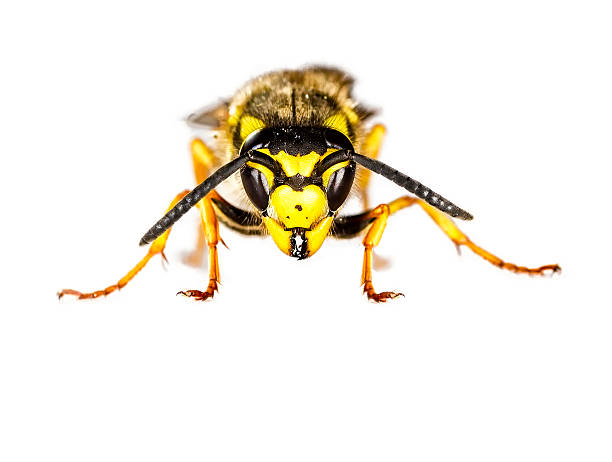 istock European Wasp Closeup on White Background 186582665