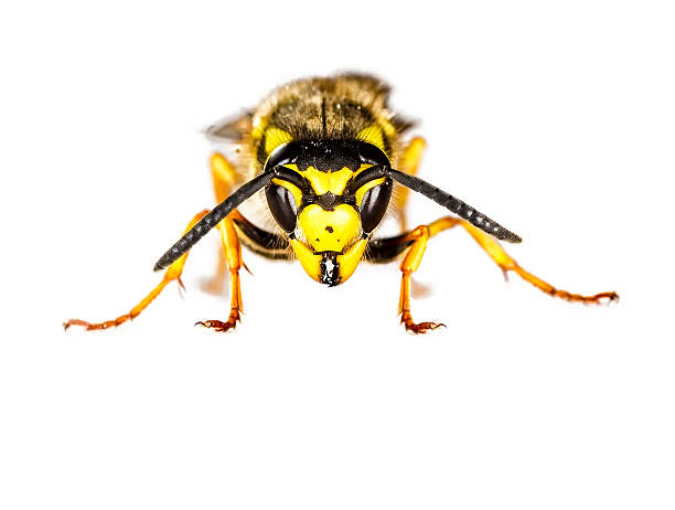 European Wasp Closeup on White Background European Wasp Closeup on White Background wasp photos stock pictures, royalty-free photos & images