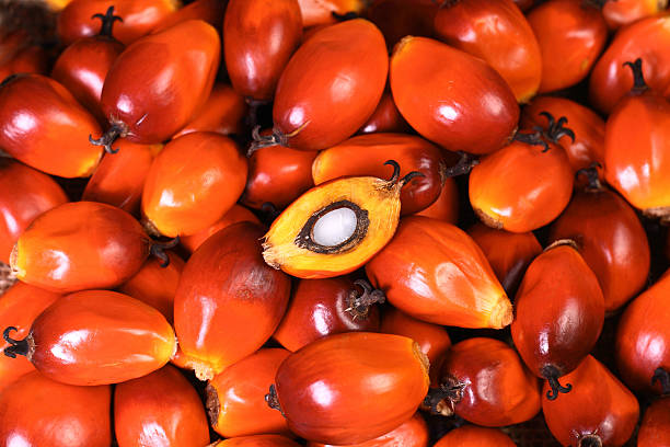 istock Oil palm fruit 186583333