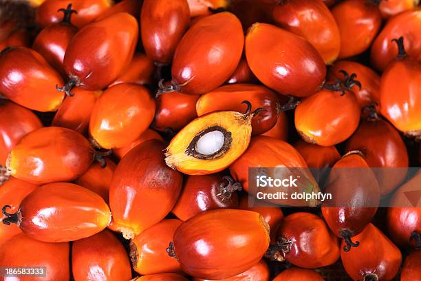 Foto de Dendezeiro De Frutas e mais fotos de stock de Agricultura - Agricultura, Amarelo, Bolsa - Objeto manufaturado