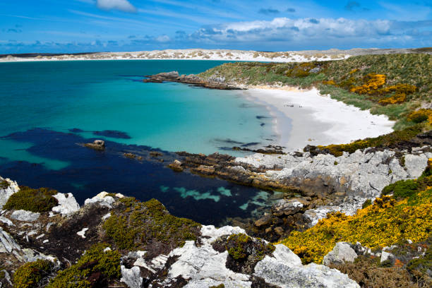 gypsy cove strand, falklandinseln - falkland islands stock-fotos und bilder