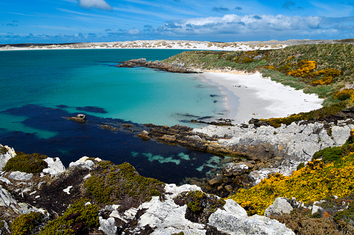 Gypsy Cove, Yorke Bay, East Falkland, Falkland Islands: emerald waters and white sand beach at Gypsy Cove, seen from the cliff top - part of the Cape Pembroke peninsula which is a National Nature Reserve.