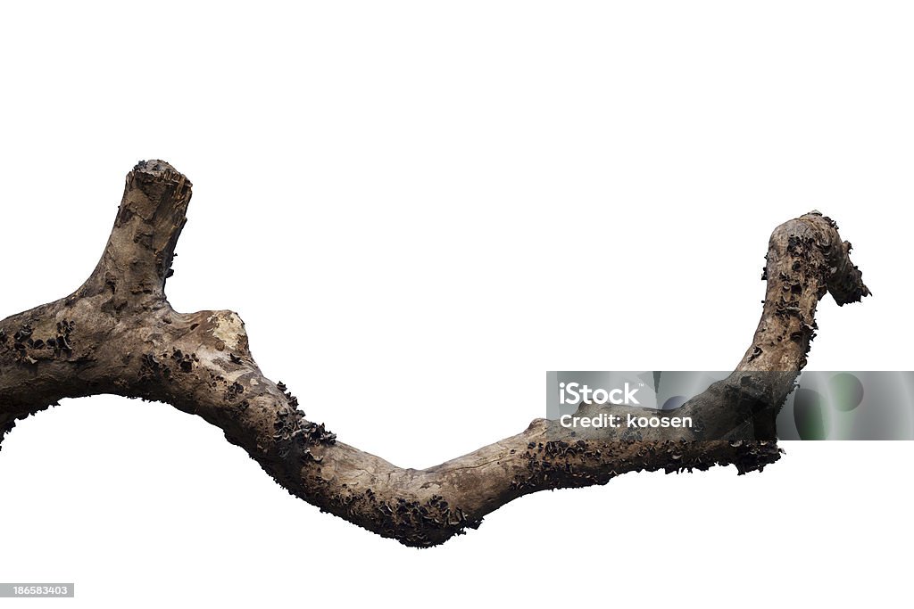 Dry tree branch Dry tree branch isolated on white background. Branch - Plant Part Stock Photo