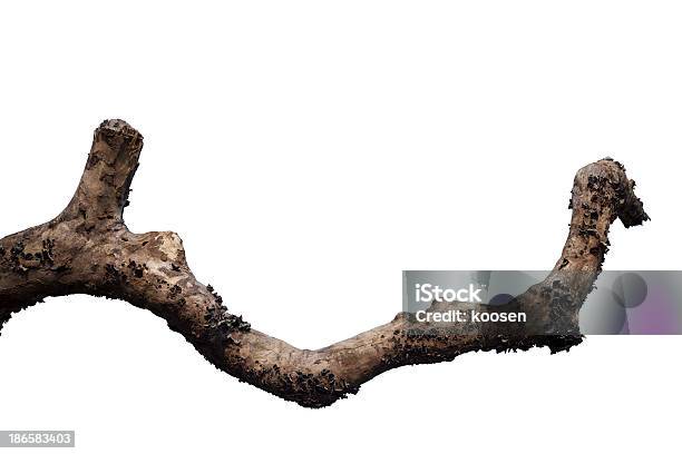 Dry Tree Branch Stock Photo - Download Image Now - Branch - Plant Part, Tree, White Background