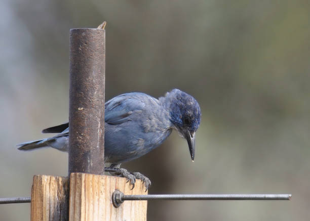 Pinyon Jay (gymnorhinus cyanocephalus) perched on a birdfeeder pole Pinyon Jay (gymnorhinus cyanocephalus) perched on a birdfeeder pole pinyon jay stock pictures, royalty-free photos & images